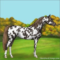 Horse Color:Liver Chestnut Appaloosa 