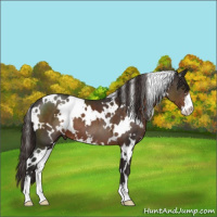 Horse Color:White Spotted Liver Chestnut Sabino