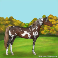 Horse Color:White Spotted Liver Chestnut 
