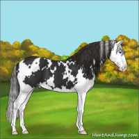Horse Color:White Spotted Liver Chestnut Splash Varnish