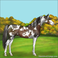 Horse Color:White Spotted Liver Chestnut Sabino 