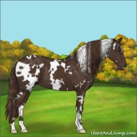Horse Color:White Spotted Liver Chestnut 