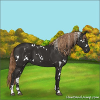 Horse Color:White Spotted Liver Chestnut Sabino 