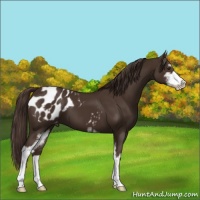 Horse Color:Liver Chestnut Sabino Blanket 