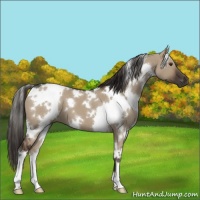 Horse Color:White Spotted Liver Red Dun 