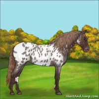 Horse Color:Liver Red Roan Appaloosa
