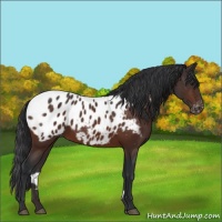 Horse Color:Brown Appaloosa 