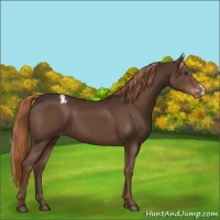 Horse Color:Liver Chestnut Varnish 