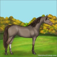 Horse Color:Liver Red Dun Appaloosa Rabicano 