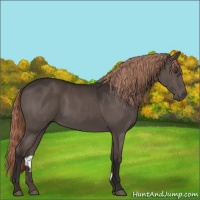Horse Color:Liver Chestnut Rabicano 