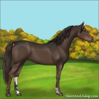 Horse Color:Liver Chestnut 