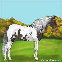 Horse Color:Liver Chestnut Mushroom Tobiano Near Leopard