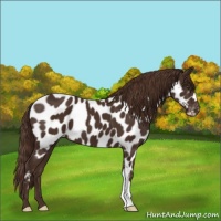 Horse Color:Liver Chestnut Appaloosa 