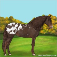 Horse Color:Liver Chestnut Appaloosa 