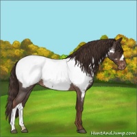 Horse Color:Liver Red Roan Near Fewspot