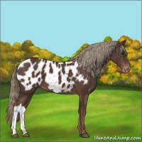 Horse Color:Liver Chestnut Mushroom Near Leopard 