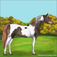 Horse Color:Liver Chestnut Tobiano 