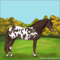 Horse Color:Liver Chestnut Blanket 