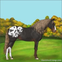 Horse Color:Liver Chestnut Appaloosa