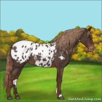 Horse Color:Liver Red Roan Appaloosa 