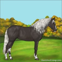 Horse Color:Liver Chestnut Sabino