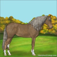 Horse Color:Chocolate Palomino 