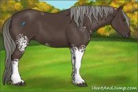 Horse Color:White Spotted Liver Chestnut Mushroom 