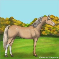 Horse Color:Palomino Snowflake Varnish 