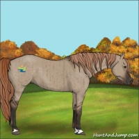 Horse Color:Liver Red Dun Brindle 