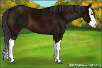 Horse Color:Midnight Bay Splash 