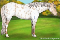 Horse Color:White Spotted Silver Classic Champagne Dun Appaloosa 