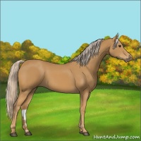 Horse Color:Palomino