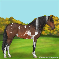 Horse Color:White Spotted Bay