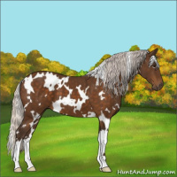 Horse Color:White Spotted Silver Buckskin 