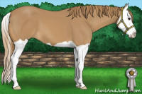 Horse Color:Chestnut Splash 