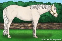 Horse Color:Cremello 