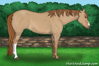 Horse Color:Red Dun 