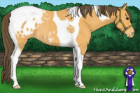 Horse Color:Buckskin Tobiano Appaloosa Rabicano