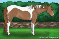 Horse Color:Chestnut Sabino Tobiano 
