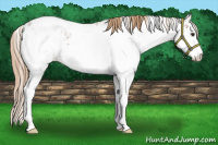 Horse Color:Chestnut Sabino Near Leopard 