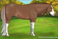 Horse Color:Chestnut Splash