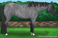 Horse Color:Blue Roan 