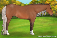 Horse Color:Silver Bay Roan 