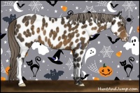 Horse Color:Chocolate Palomino Appaloosa 