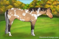 Horse Color:White Spotted Buckskin Dun 