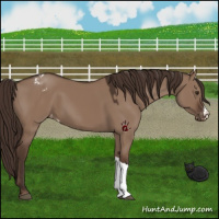 Horse Color:Liver Red Dun Appaloosa 