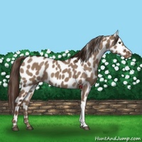 Horse Color:Liver Red Dun Leopard 