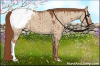 Horse Color:Red Dun Snowcap Brindle 