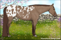 Horse Color:Liver Red Dun Appaloosa Brindle