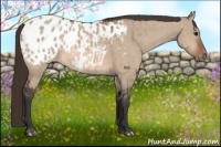 Horse Color:Bay Dun Appaloosa Brindle 